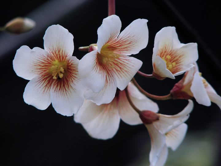 七律•攀毕业墙